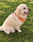 Dog Crochet Bandana